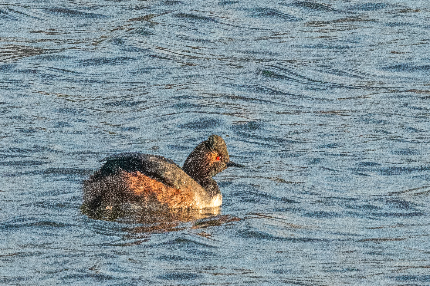 Grèbe à cou noir (Black-necked grebe, Tachybaptus ruficollis), adulte nuptial sous les rayons du soleil couchant. Dépôt 54 de la Réserve Naturelle de Mont-Bernanchon, Hauts de France.